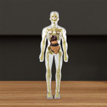 Load image into Gallery viewer, 3d Human Body Torso Model for Kid Anatomy Model Skeleton