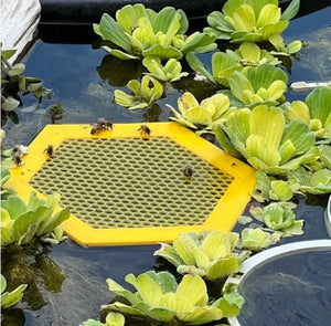 🐝 Floating Bee Island-Bee Waterer
