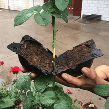 Load image into Gallery viewer, Air Layering Plant Propagator Pod