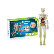 Load image into Gallery viewer, 3d Human Body Torso Model for Kid Anatomy Model Skeleton